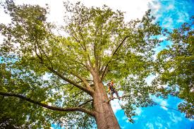 Best Hazardous Tree Removal  in Chimayo, NM