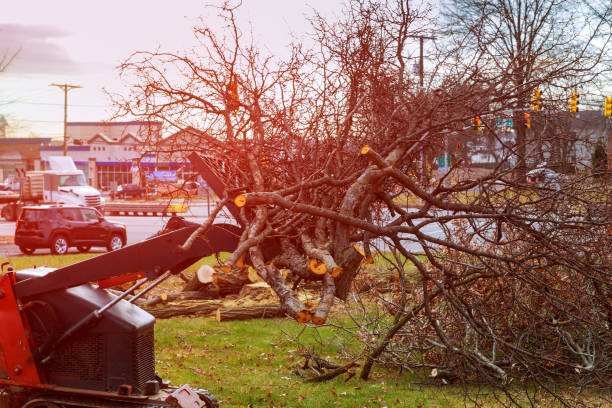 Best Tree Mulching  in Chimayo, NM