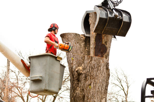 Leaf Removal in Chimayo, NM